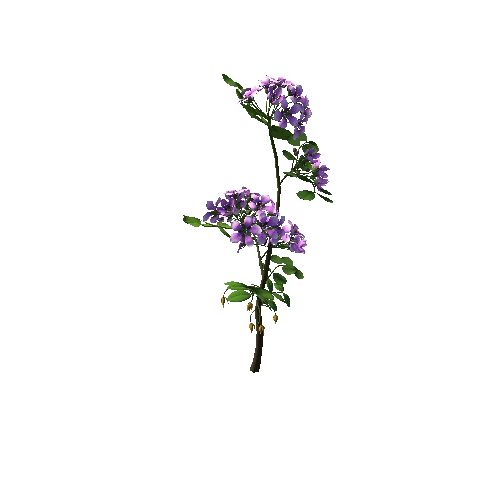 Flower  Lignum Vitea2